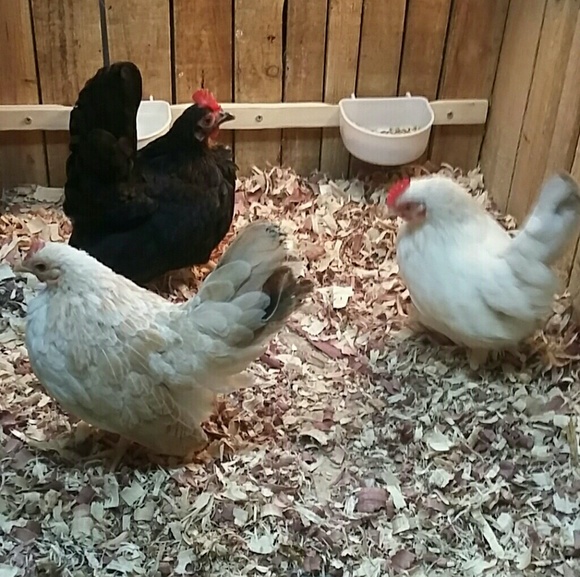 Meet your Posher, Lisa - Picture 4 of 6